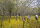 Curarires, la «primavera amarilla» del Jardín Botánico de Maracaibo que solo dura cuatro días