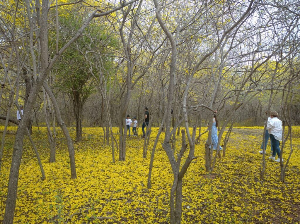 Curarires, la «primavera amarilla» del Jardín Botánico de Maracaibo que solo dura cuatro días