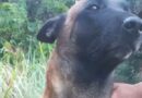 Niños perdidos en Colombia: hallaron a uno de los perros rescatistas en la selva del Guaviare