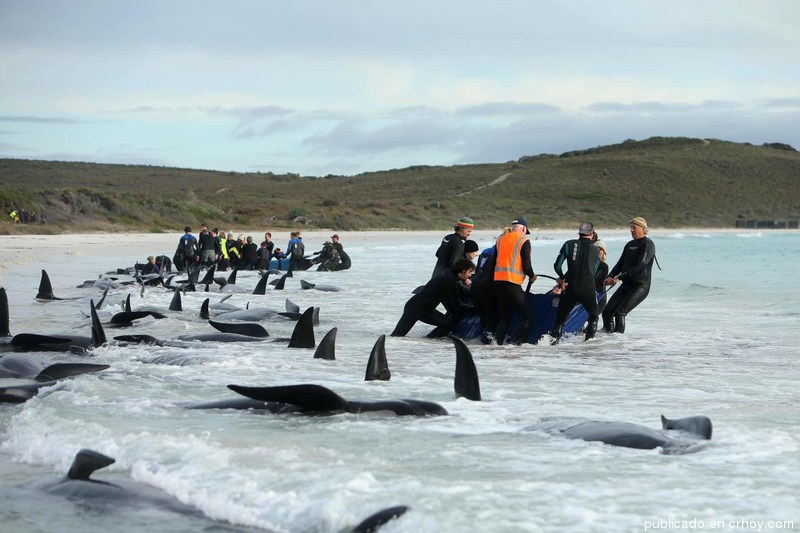 Mueren las 97 ballenas pilotos varadas en el oeste de Australia