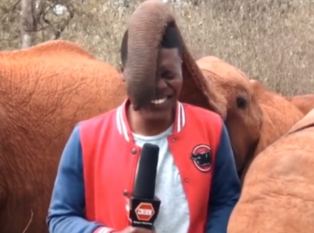 Reportero de televisión fue sorprendido por un elefante