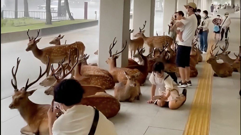 «Armoniosa relación»: Ciervos se resguardan de la lluvia junto a personas en Japón