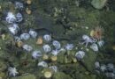 Miles de pulpos se reúnen en el fondo del mar
