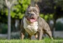 El Gobierno británico prohibirá la raza de perro American Bully XL tras varios ataques