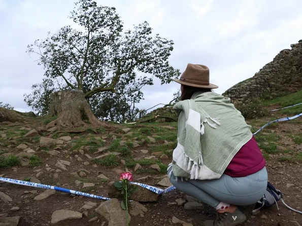 Tristeza en el Reino Unido por la tala del emblemático “árbol de Robin Hood”: un adolescente fue detenido
