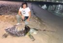 Tres tortugas marinas fueron halladas muertas en Anzoátegui