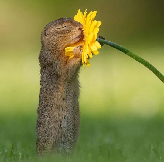 Mes de las flores amarillas: Fotógrafo captura a ardilla oliendo una flor y se hace viral