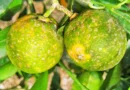 Fedeagro evalúa importar plantas resistentes al “Dragón Amarillo” para recuperar la citricultura