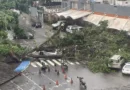 Árboles caídos y congestión vehicular se registra en Caracas tras lluvias