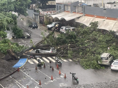 Árboles caídos y congestión vehicular se registra en Caracas tras lluvias