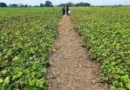 Proyectan siembra en Portuguesa de 10.000 hectáreas de girasol