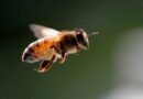 Unos 20 millones de abejas sostienen la producción de miel zuliana