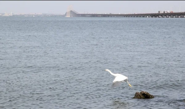 Gobernación del Zulia apuesta a la economía azul como parte del Plan del Lago Productivo