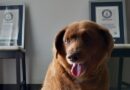 Guinness World Records suspende título de perro más viejo