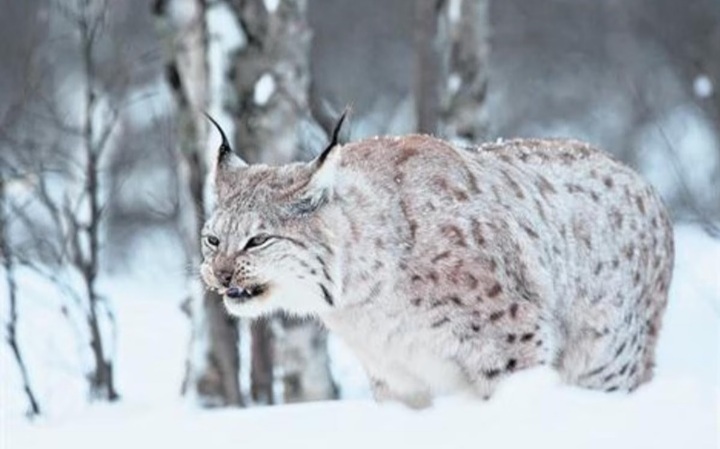 Baja temperatura en Noruega deja a varios animales congelados