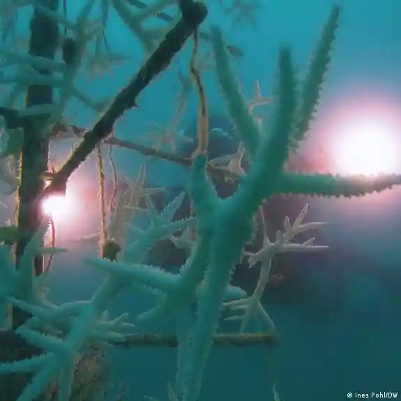 Descubren enorme arrecife coralífero de agua fría en EE.UU