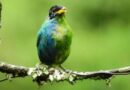 Avistan extraño pájaro mitad macho mitad hembra en Colombia