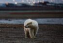Muere en Alaska un oso polar consecuencia de la gripe aviar