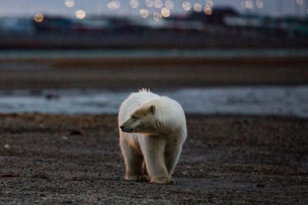 Muere en Alaska un oso polar consecuencia de la gripe aviar