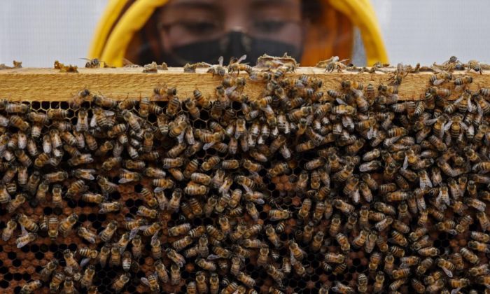 Investigadores buscan fórmula para proteger a las abejas