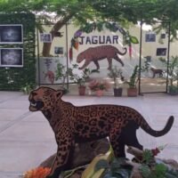 Hasta mañana puedes disfrutar de la Exposición Jaguares Zualianos en la Biblioteca del Zulia