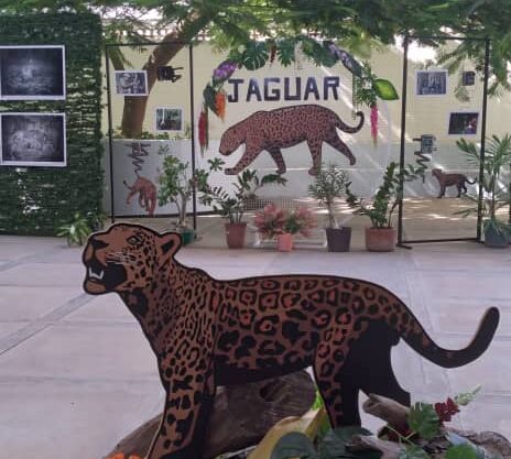 Hasta mañana puedes disfrutar de la Exposición Jaguares Zualianos en la Biblioteca del Zulia