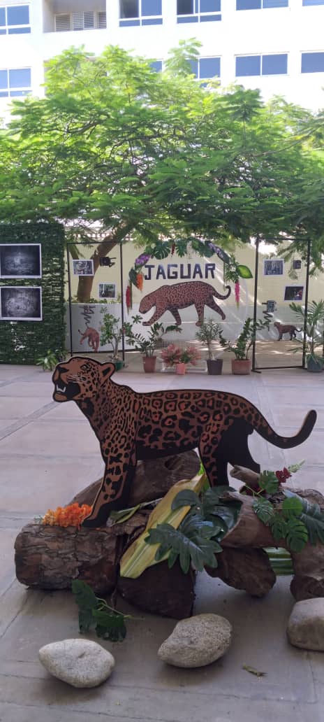Hasta mañana puedes disfrutar de la Exposición Jaguares Zualianos en la Biblioteca del Zulia