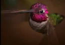 Conoce al colibrí que cambia de color