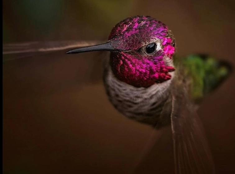 Conoce al colibrí que cambia de color