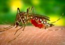 Río de Janeiro declara epidemia por brote de dengue: 122 muertes confirmadas y 456 bajo investigación