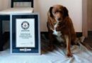 Bobi, el perro más viejo del mundo, perdió su record Guiness tras investigaciones