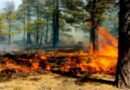 Incendio afecta bosque de Uverito en Monagas