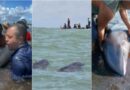 Al menos 200 delfines fueron rescatados tras vararse en playas venezolanas
