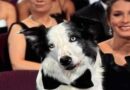Messi, el perro actor que llegó a los Premios Oscar