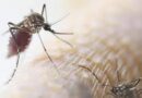Detectan primer caso de zika en Uruguay, importado del sudeste asiático