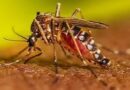 Guatemala emite alerta epidemiológica por trasmisión de dengue