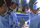Por primera vez trasplantan un riñón de cerdo a un paciente vivo