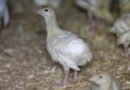 Detectan segundo caso humano de gripe aviar en Michigan-EE.UU