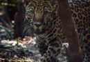 Costa Rica cierra sus dos zoológicos estatales