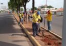 Gobernación del Zulia realiza operativos de limpieza y siembra de árboles