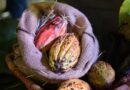 El cacao del Zulia, orgullo regionalista en el mundo