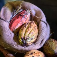 El cacao del Zulia, orgullo regionalista en el mundo