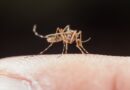 La OPS advierte sobre el incremento de casos de dengue en América