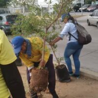 Microbosques Urbanos: una apuesta de la Gobernación del Zulia para reverdecer las ciudades