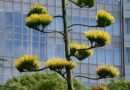 Planta que florece una vez al siglo abre sus pétalos en parque de Tokio