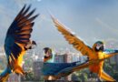 Las guacamayas caraqueñas dan un toque de color en 457 años de historia