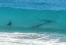 Miami en alerta por presencia de tiburones en sus playas
