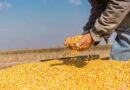 Producción de maíz en Venezuela se eleva a un 2.2 % en 2024