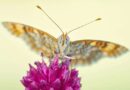 Mariposas de verano