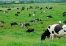 La gripe letal de las aves se está transmitiendo de vaca a vaca